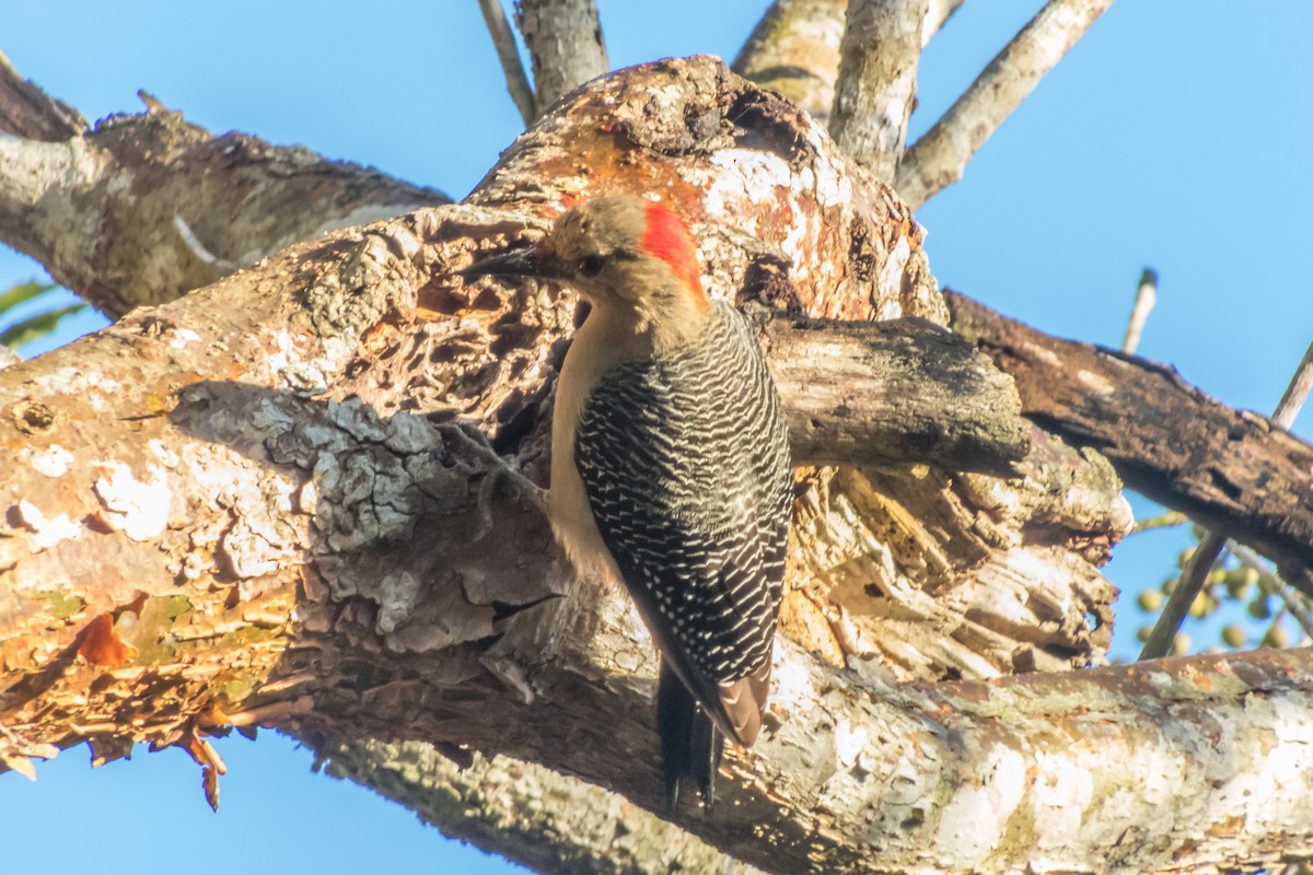 Golden-fronted Woodpecker - ML140499741