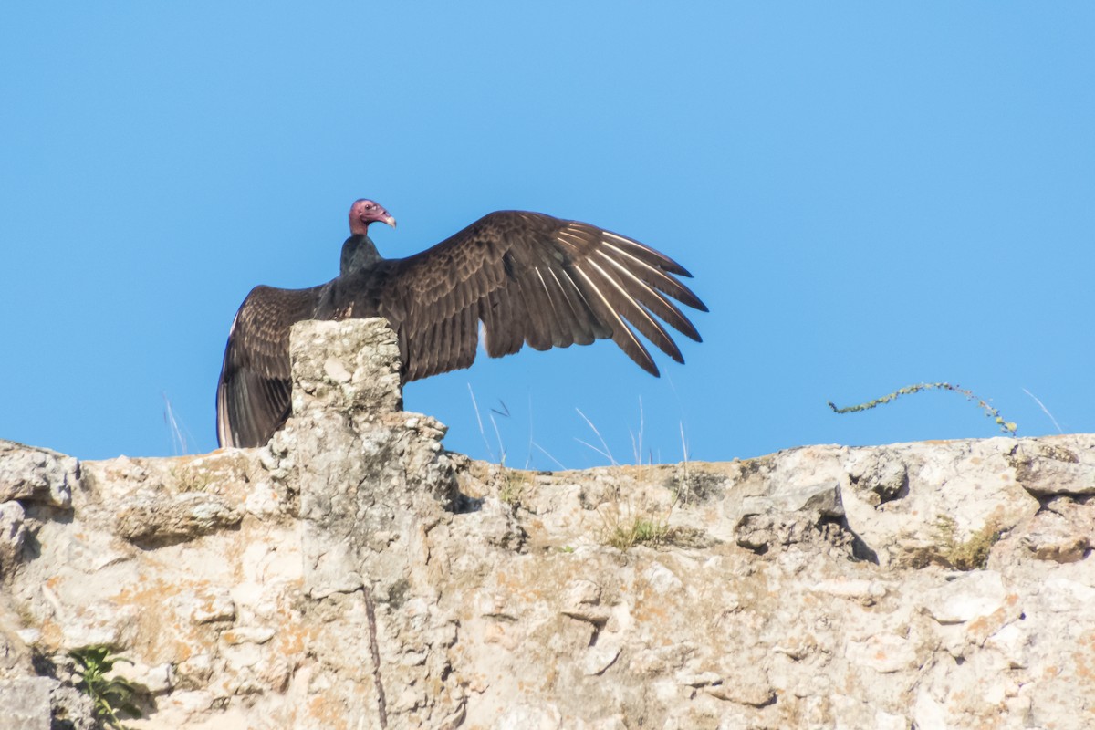 Turkey Vulture - Darryl Ryan