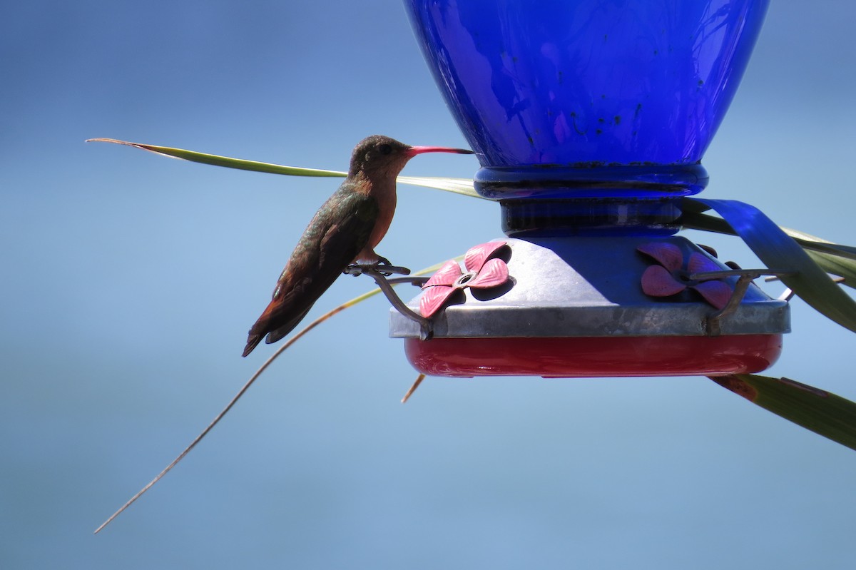 kolibřík ryšavý - ML140501041
