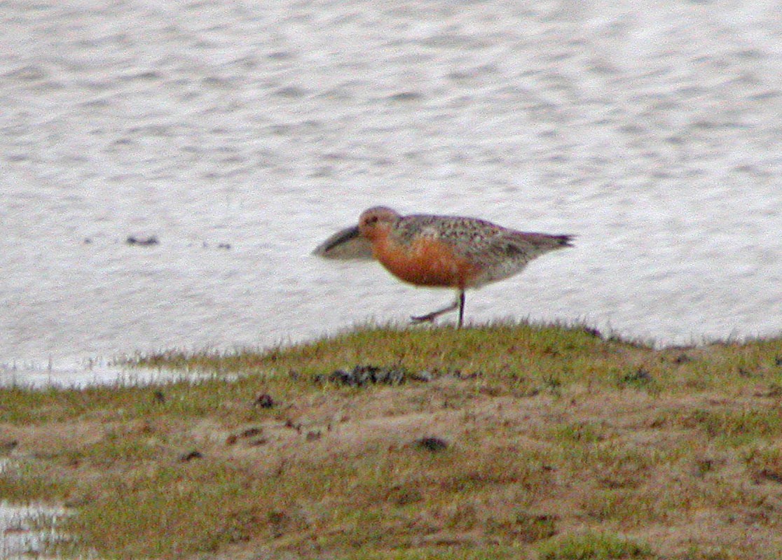 Red Knot - Jean Iron