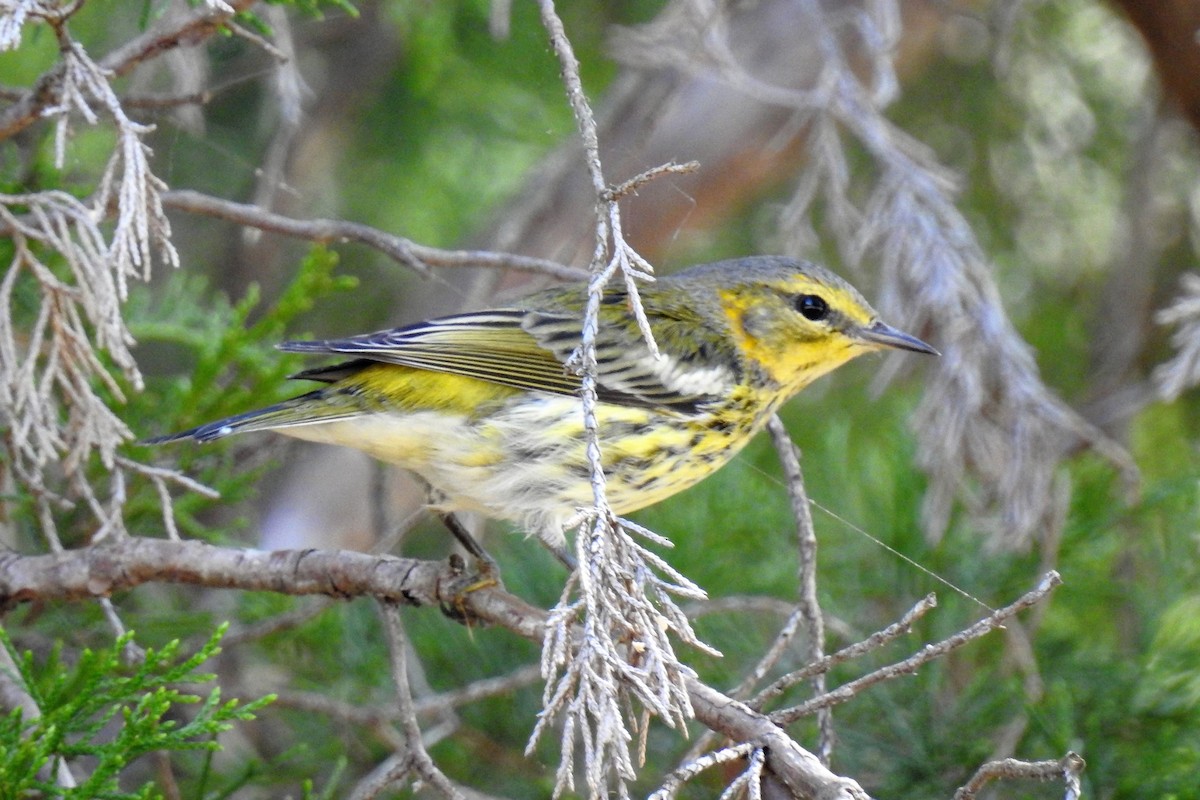 Cape May Warbler - ML140502121