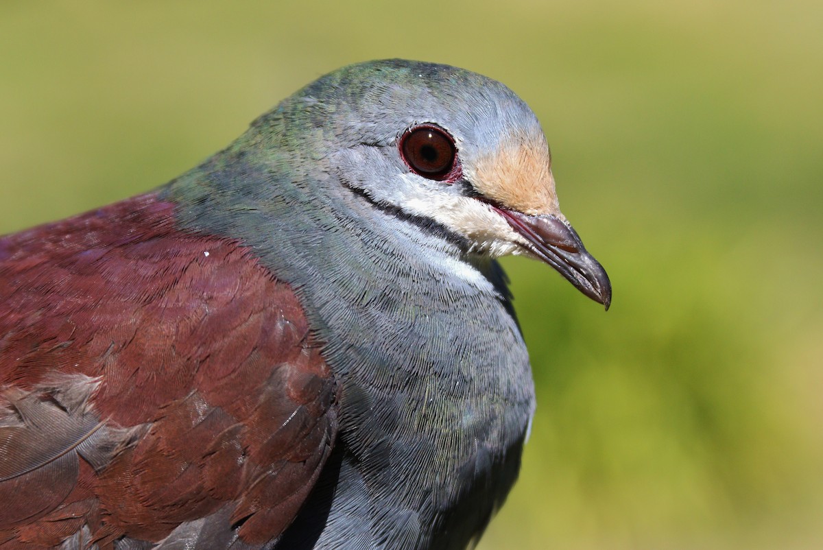 Buff-fronted Quail-Dove - ML140502991