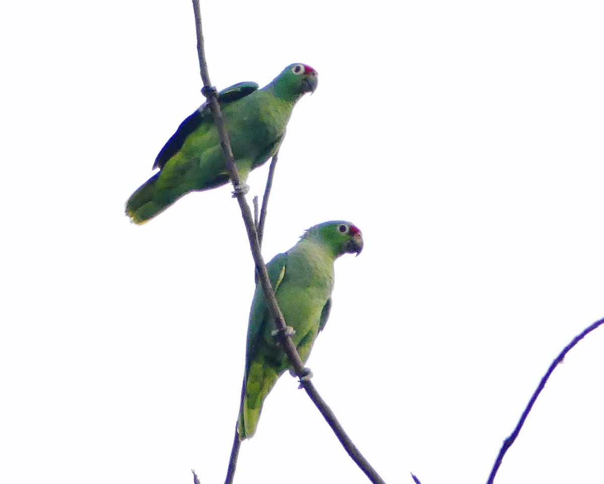 Red-lored Parrot - ML140504591