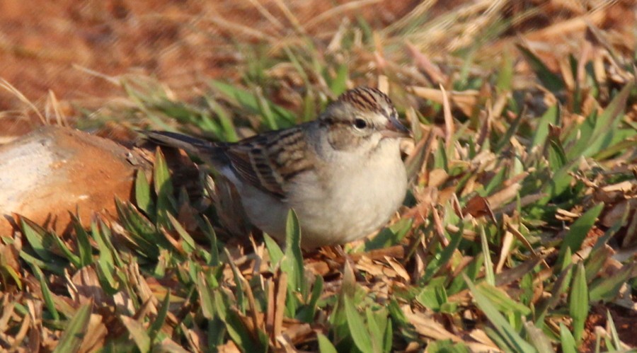 Chipping Sparrow - ML140505411