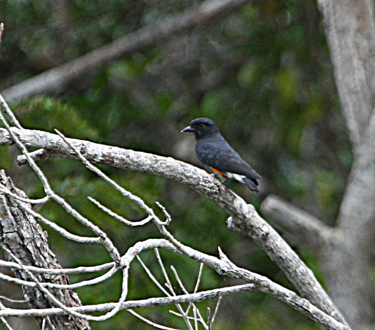 Swallow-winged Puffbird - ML140506921