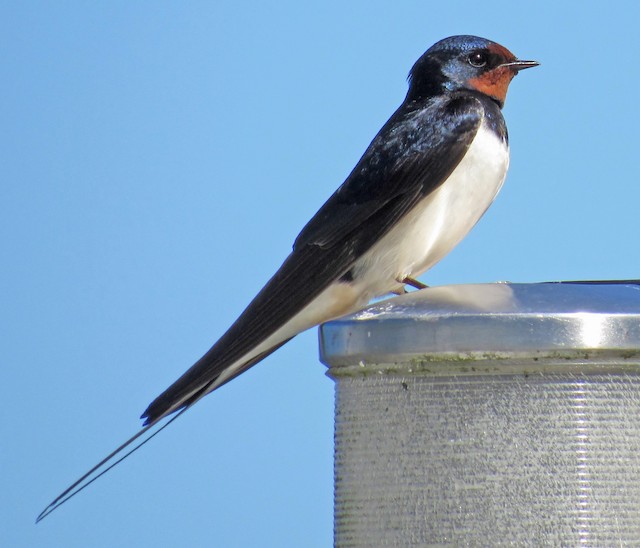 Barn Swallow (Sweden). - Barn Swallow - 