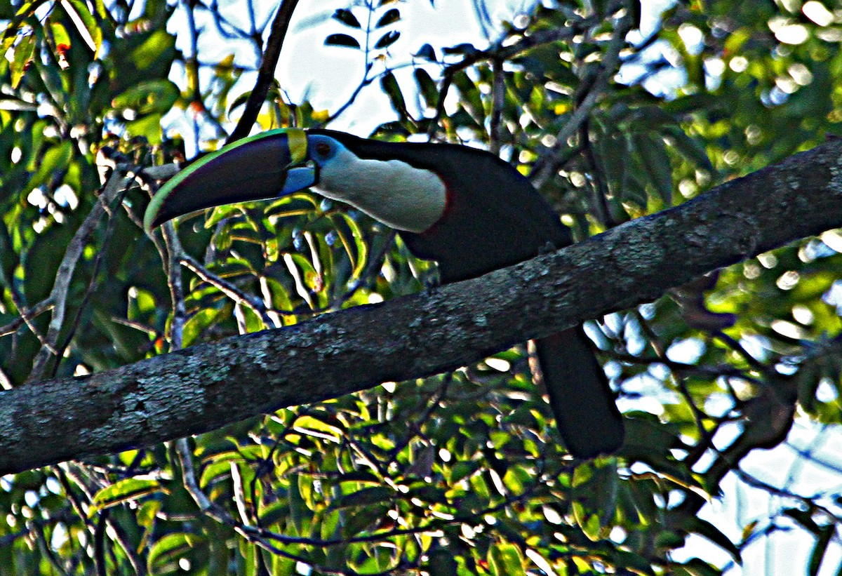 White-throated Toucan (Cuvier's) - ML140507141