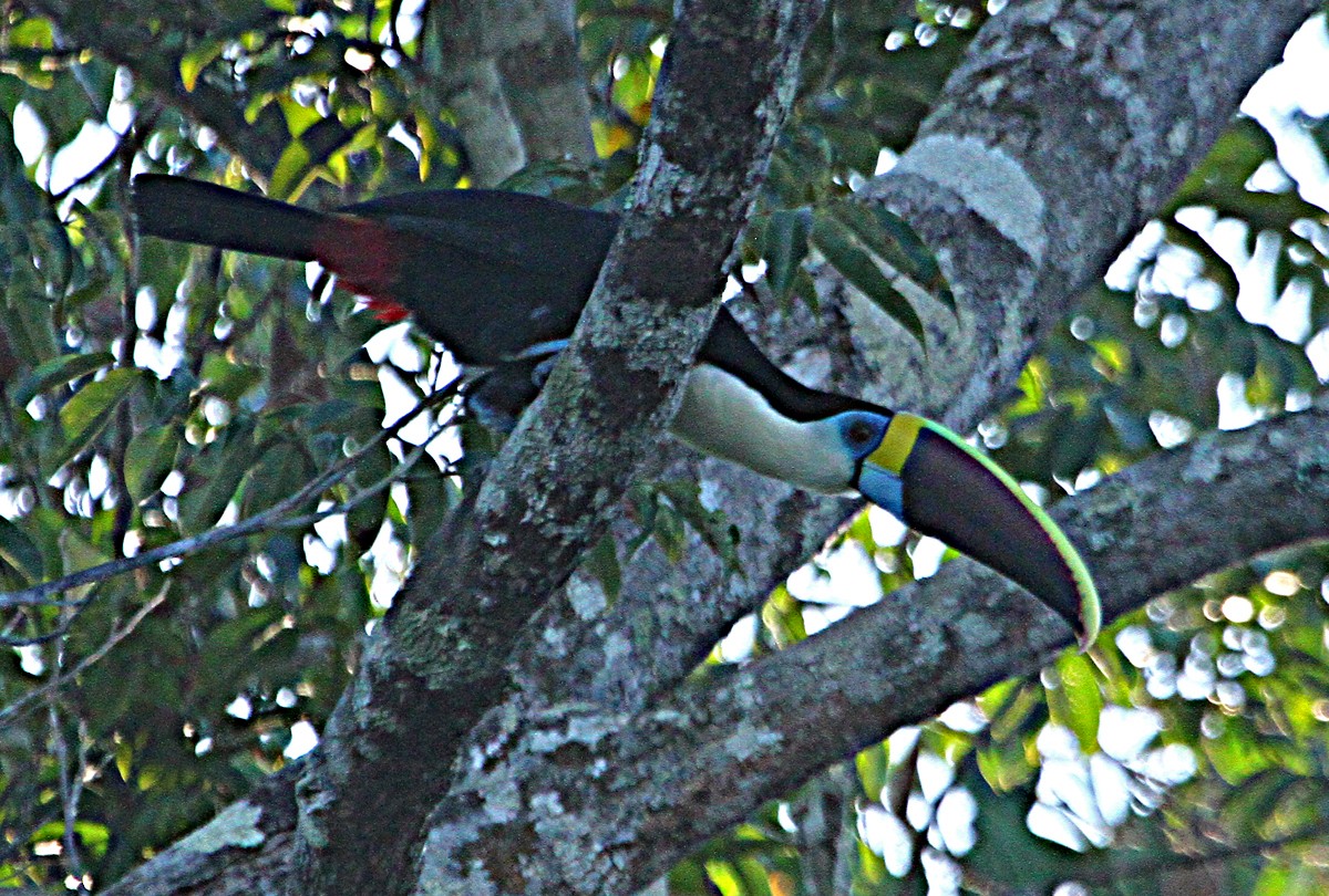 White-throated Toucan (Cuvier's) - ML140507151