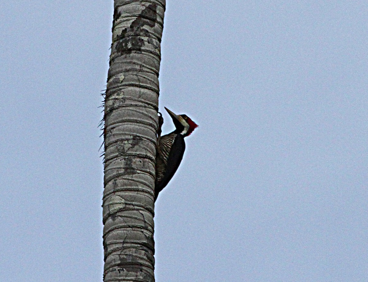 Lineated Woodpecker - ML140507211