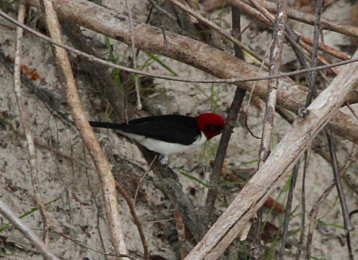 Red-capped Cardinal - ML140507691