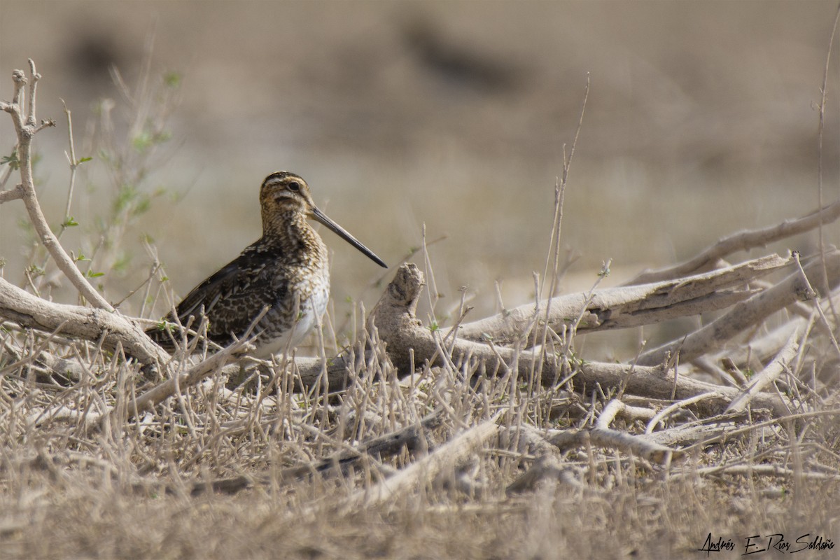 Wilson's Snipe - Andres Rios