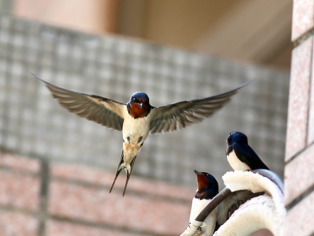Barn Swallow (Taiwan). - Barn Swallow (Buff-bellied) - 