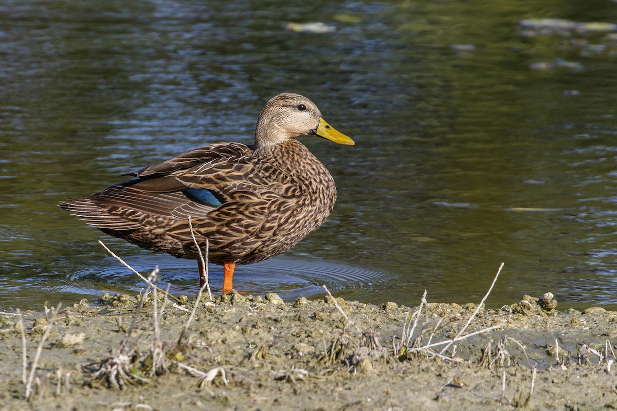 Mottled Duck - ML140509881