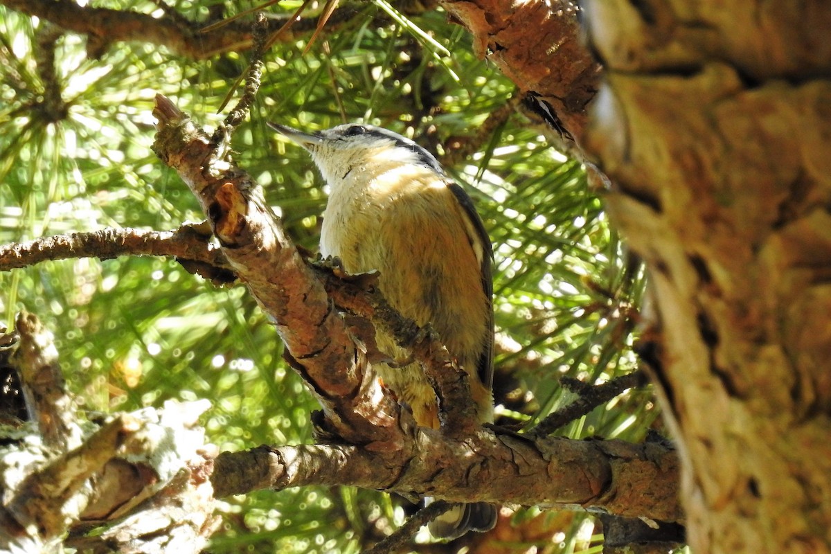 Red-breasted Nuthatch - ML140512691