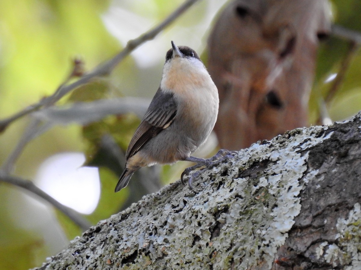 Brown-headed Nuthatch - ML140512771