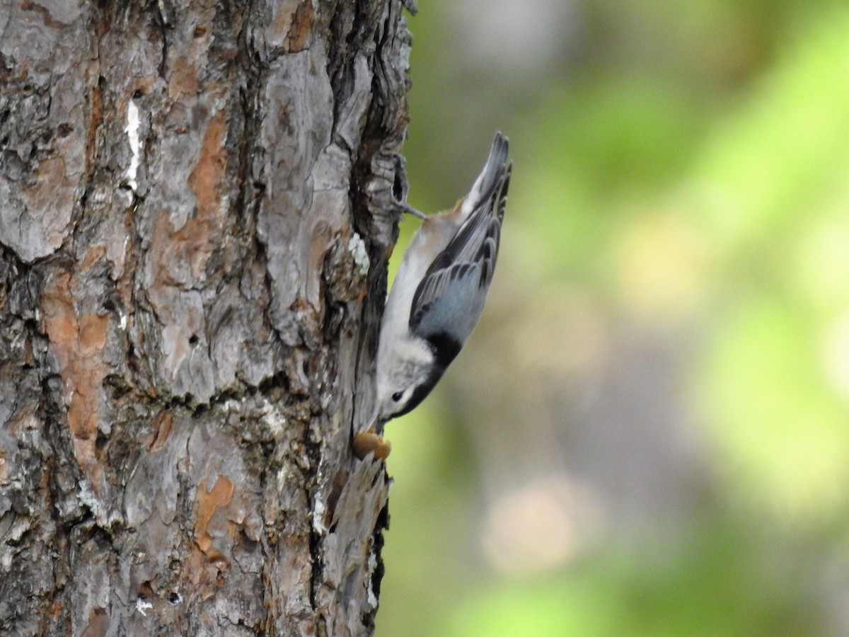 White-breasted Nuthatch - ML140512841