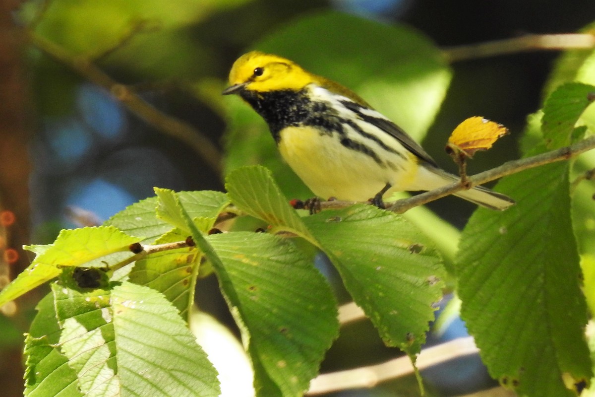 Black-throated Green Warbler - S. K.  Jones