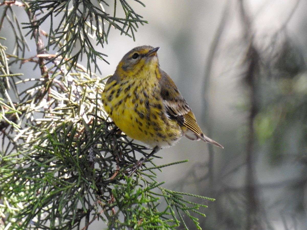 Cape May Warbler - ML140513931