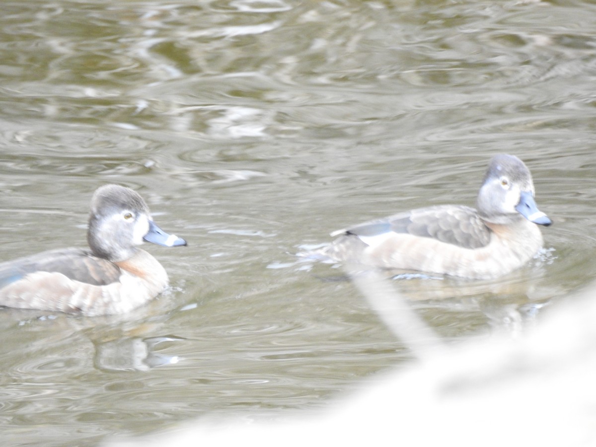 Ring-necked Duck - ML140514021