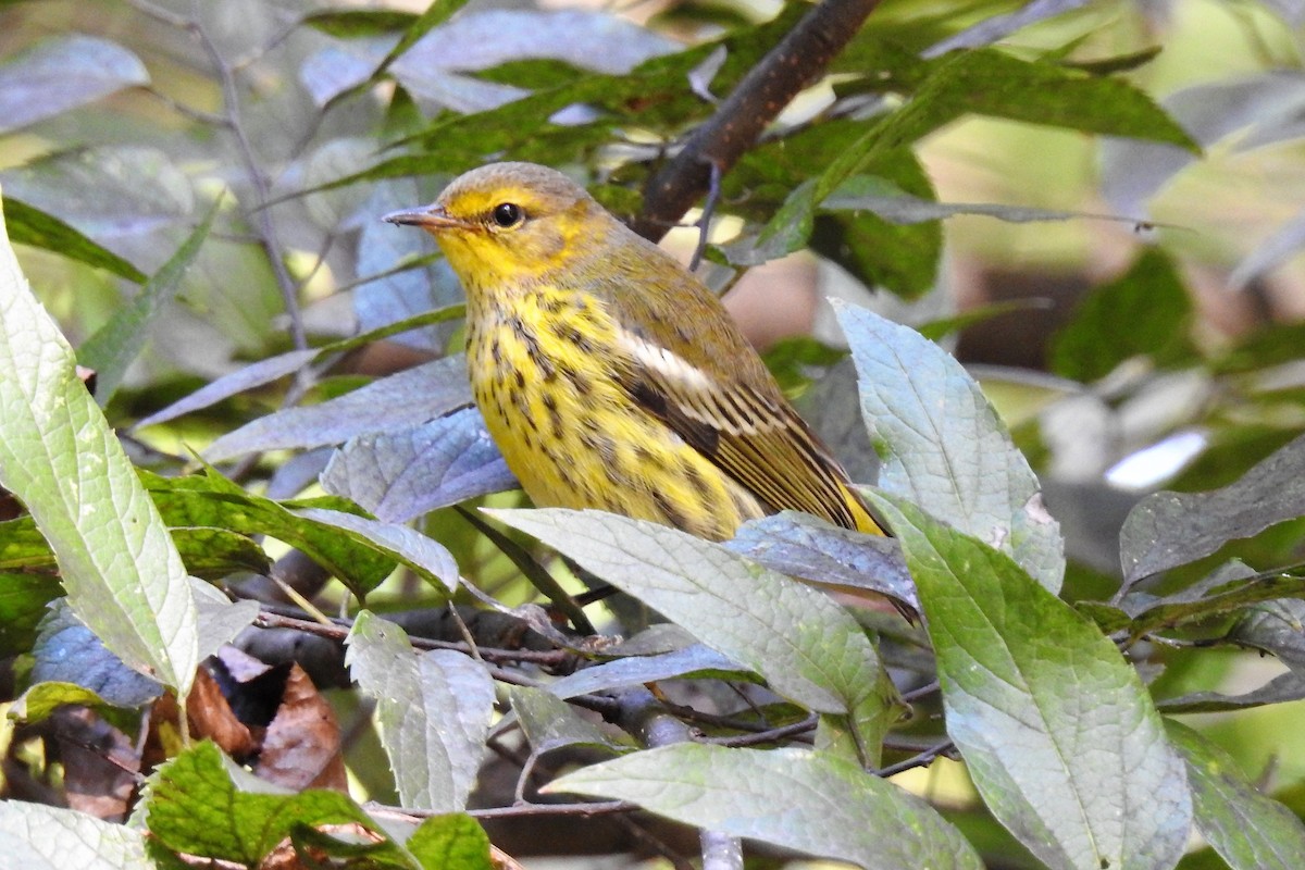 Cape May Warbler - ML140514761