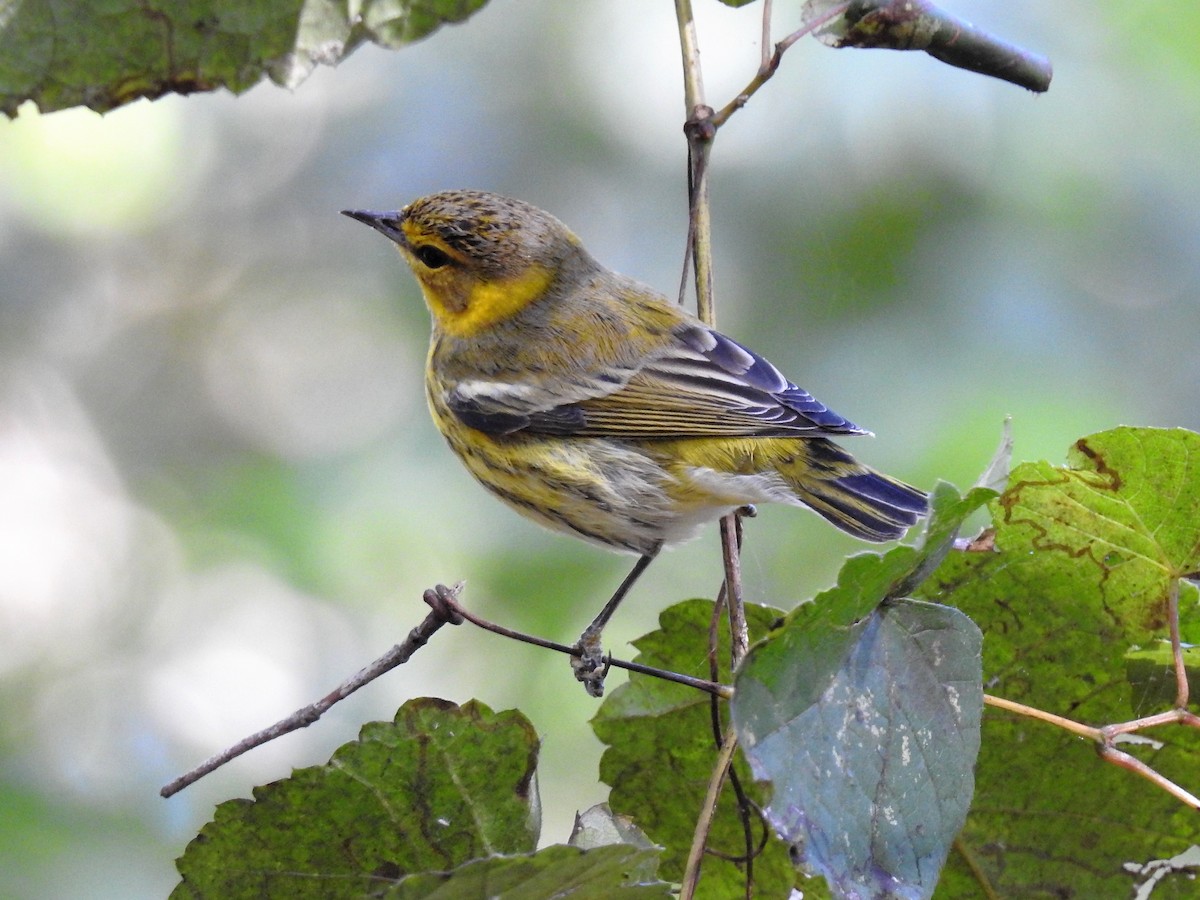 Cape May Warbler - ML140514771