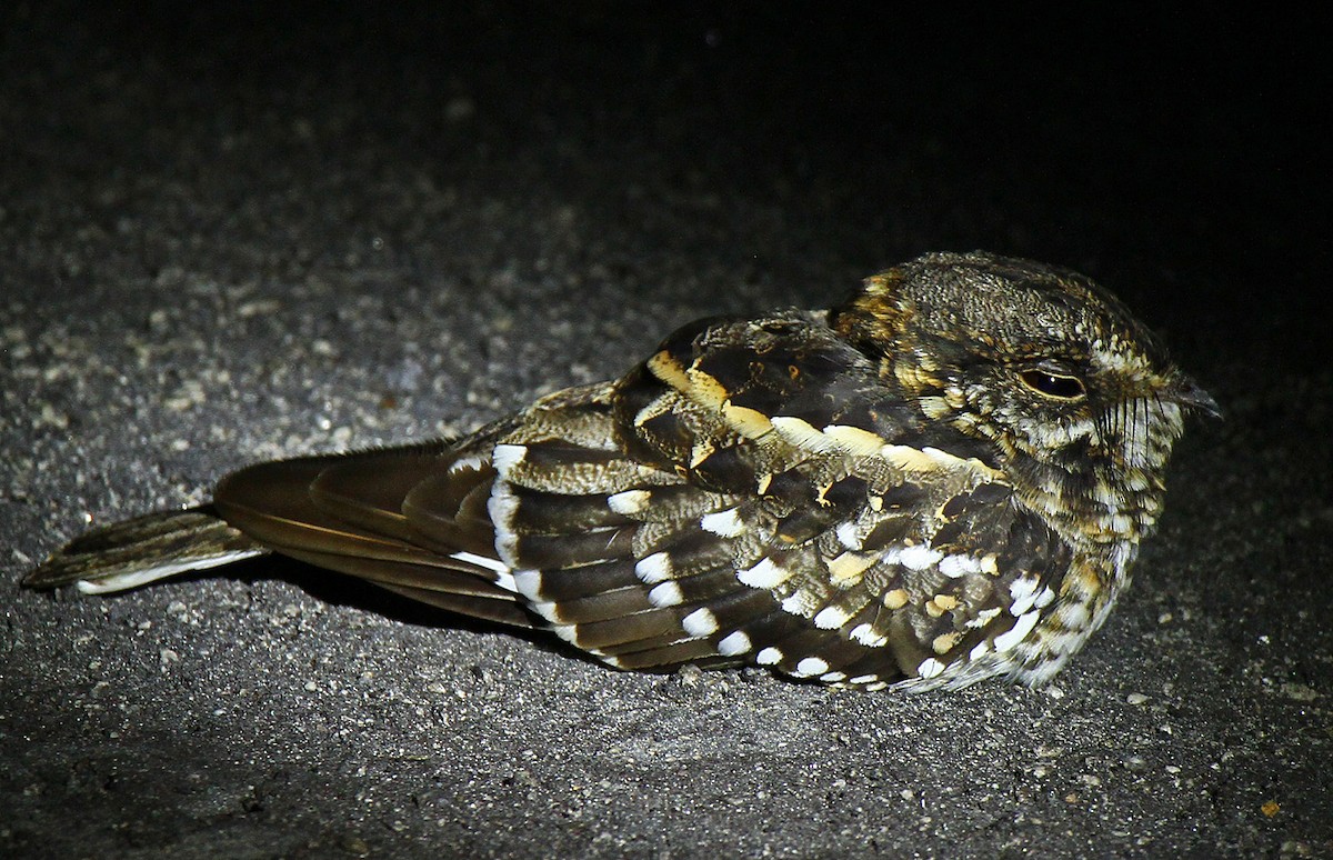 White-tailed Nightjar - Douglas Jeffries
