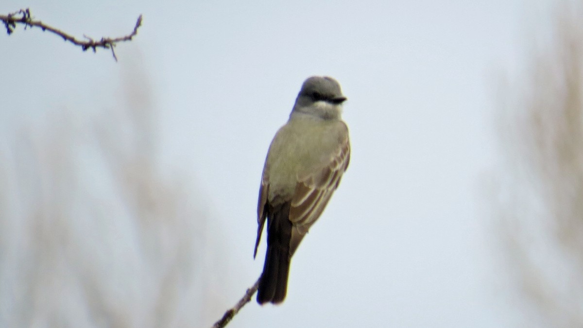 Cassin's Kingbird - Fred Peters