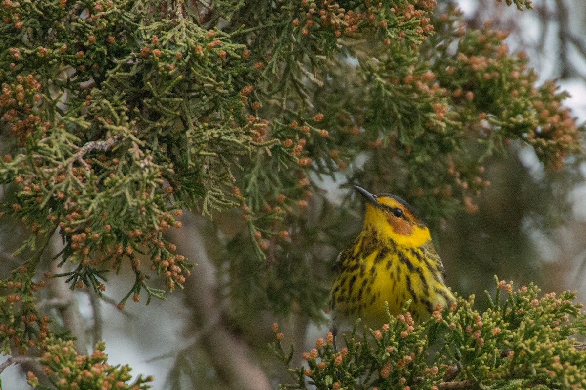 Cape May Warbler - ML140517151