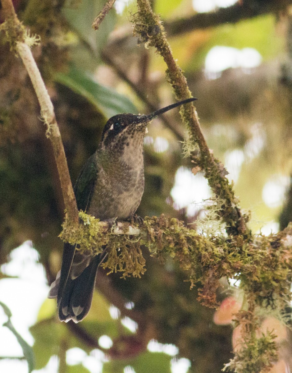 Talamanca Hummingbird - Keith Bailey