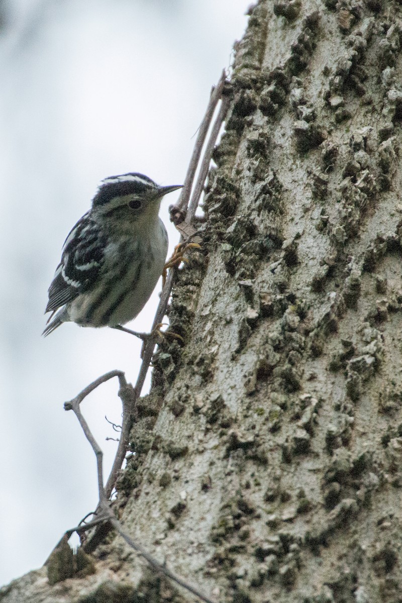 Black-and-white Warbler - ML140518551