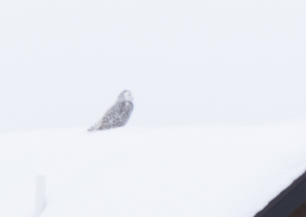 Snowy Owl - Jake Bramante