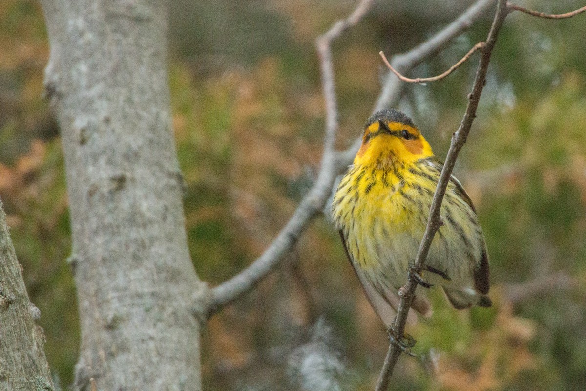 Cape May Warbler - ML140520981