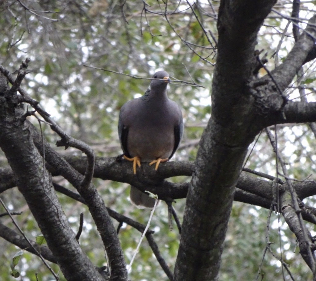 Band-tailed Pigeon - Bobby T