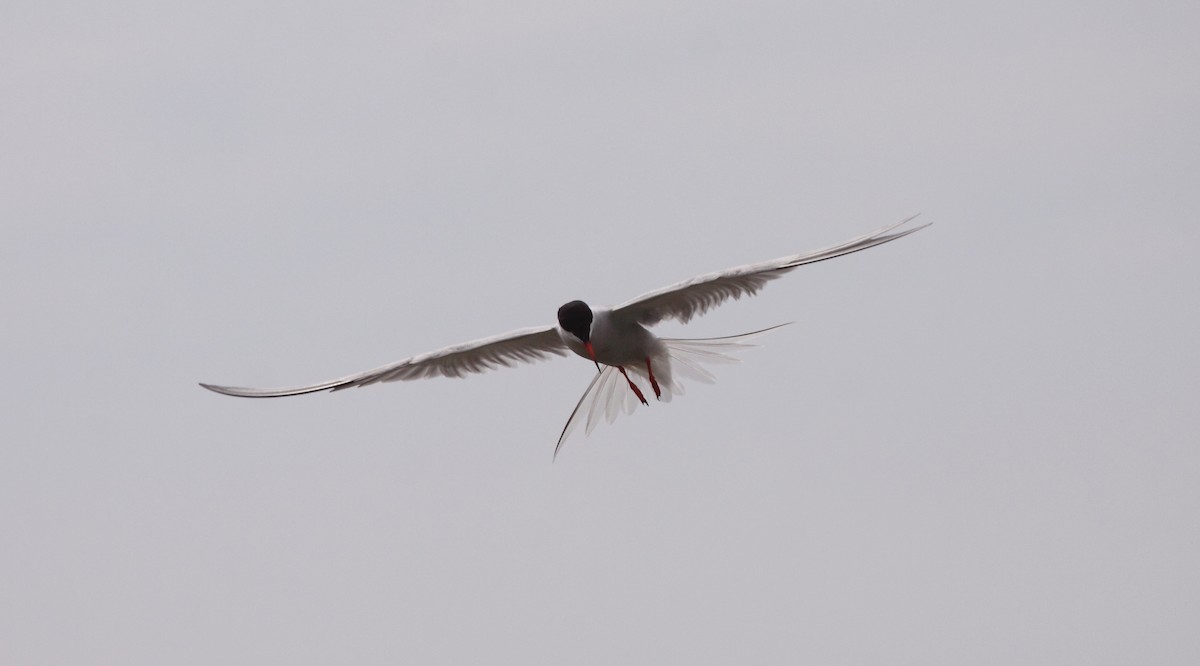 Common Tern - Andrew Steele