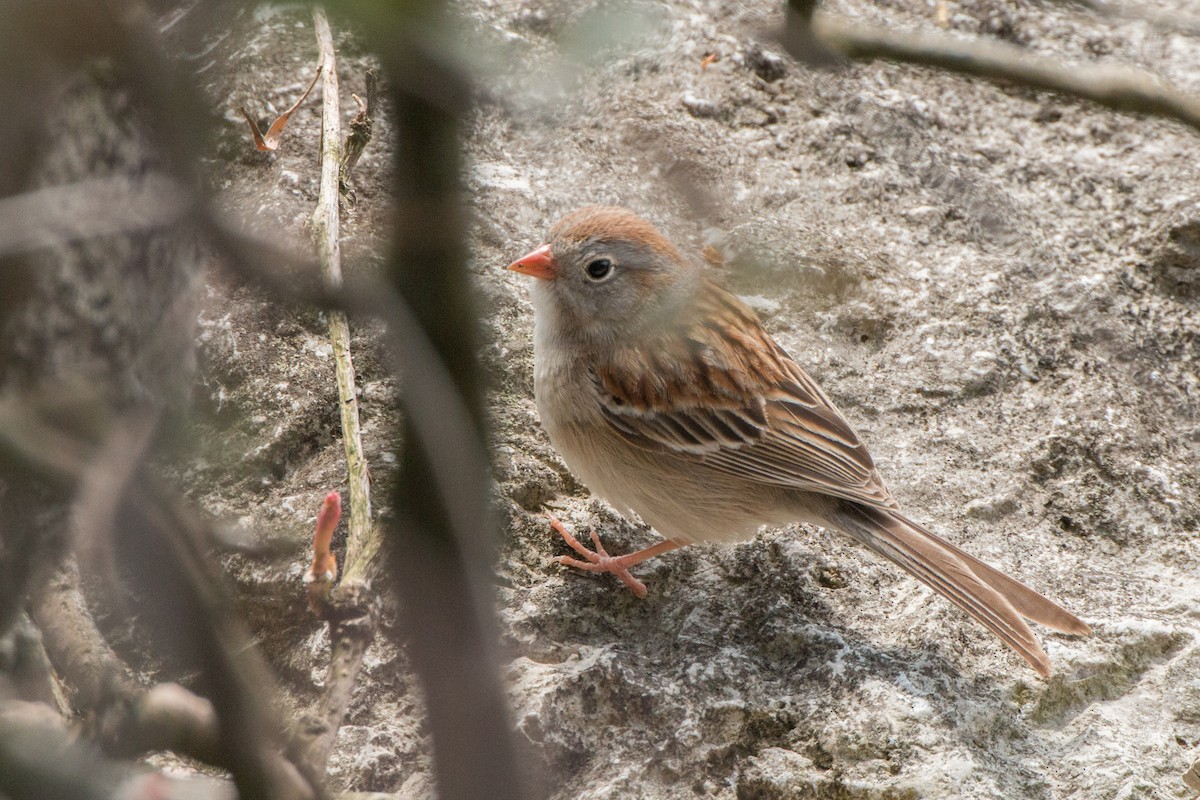 Field Sparrow - ML140524501