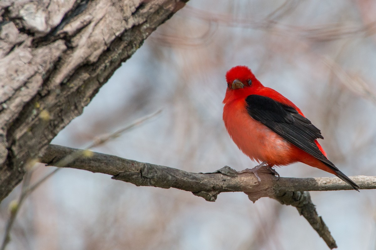 Scarlet Tanager - ML140524581