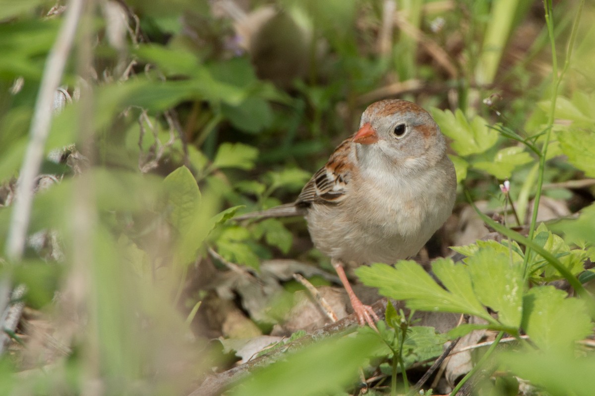Field Sparrow - ML140525461