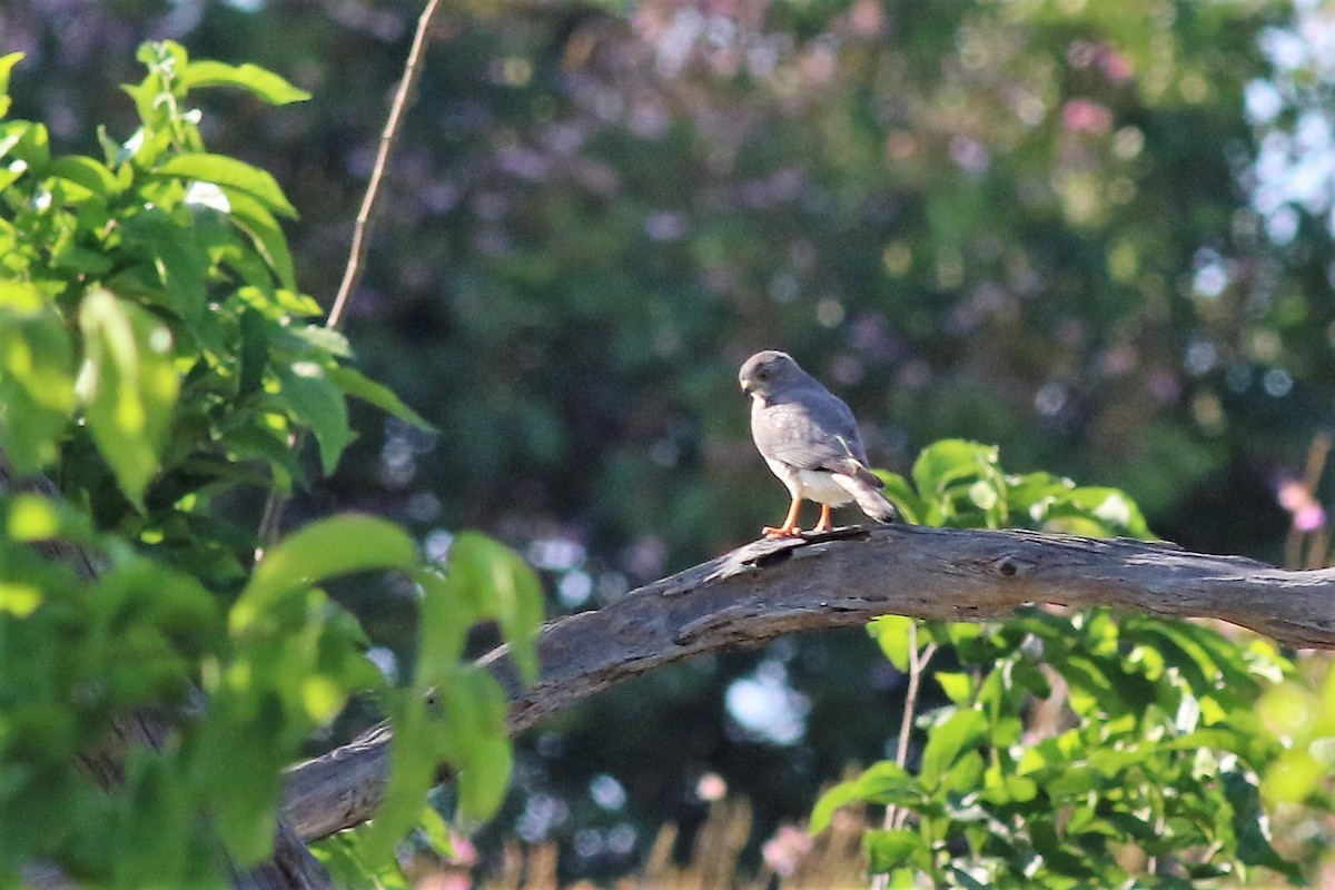 Little Sparrowhawk - Ronald Goddard