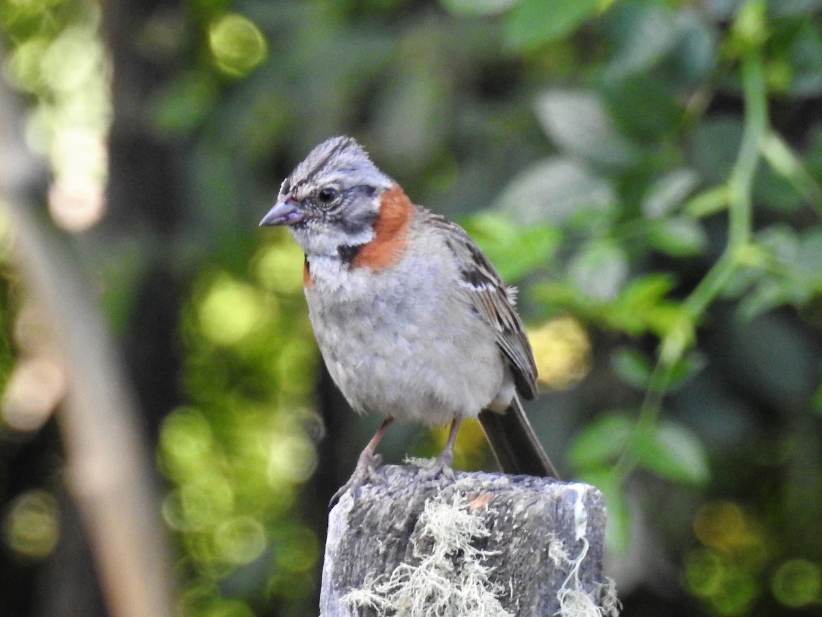 Rufous-collared Sparrow - Pablo Alejandro Pla