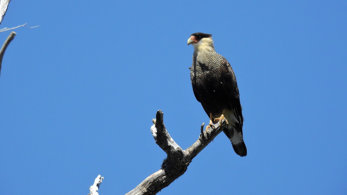 Crested Caracara (Southern) - ML140527651