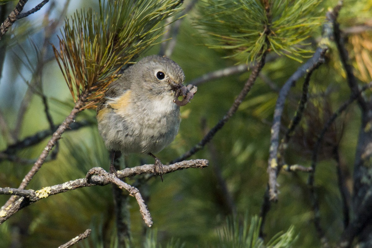 Red-flanked Bluetail - ML140528311