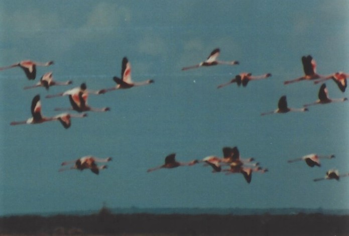 Greater Flamingo - Dick Plambeck