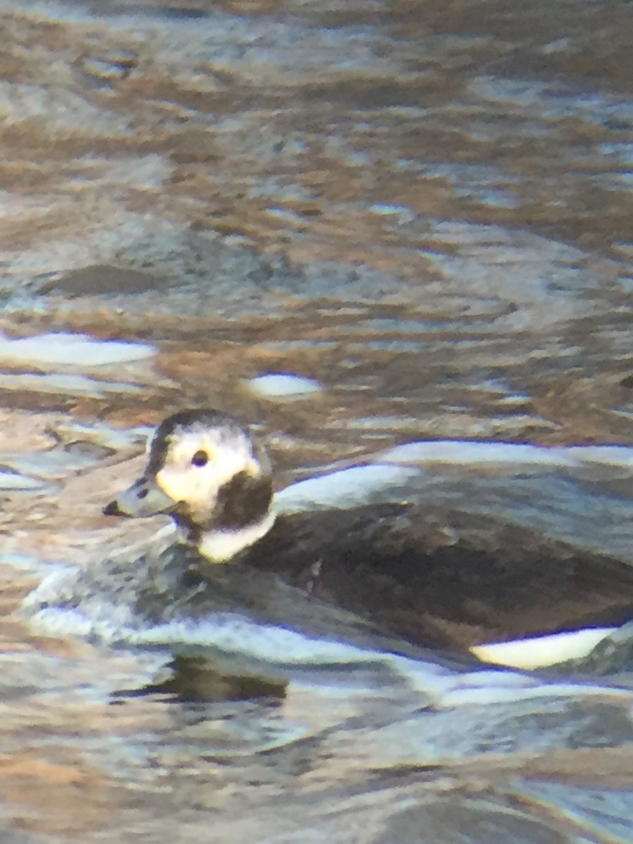 Long-tailed Duck - ML140528581