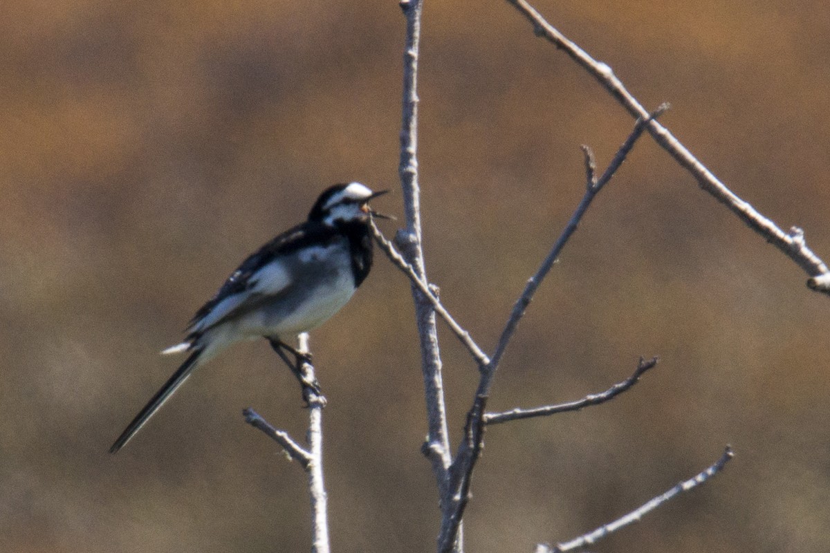 White Wagtail (Black-backed) - ML140529331