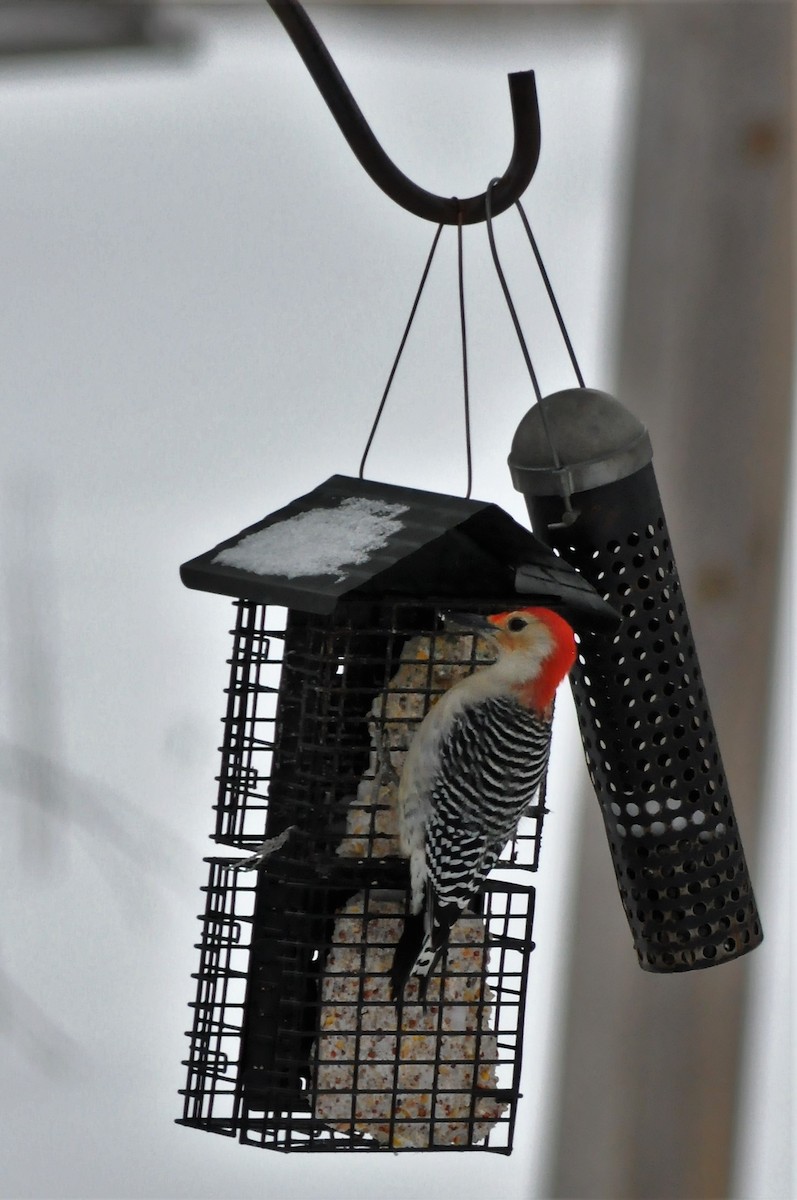 Red-bellied Woodpecker - Steve Kinsley