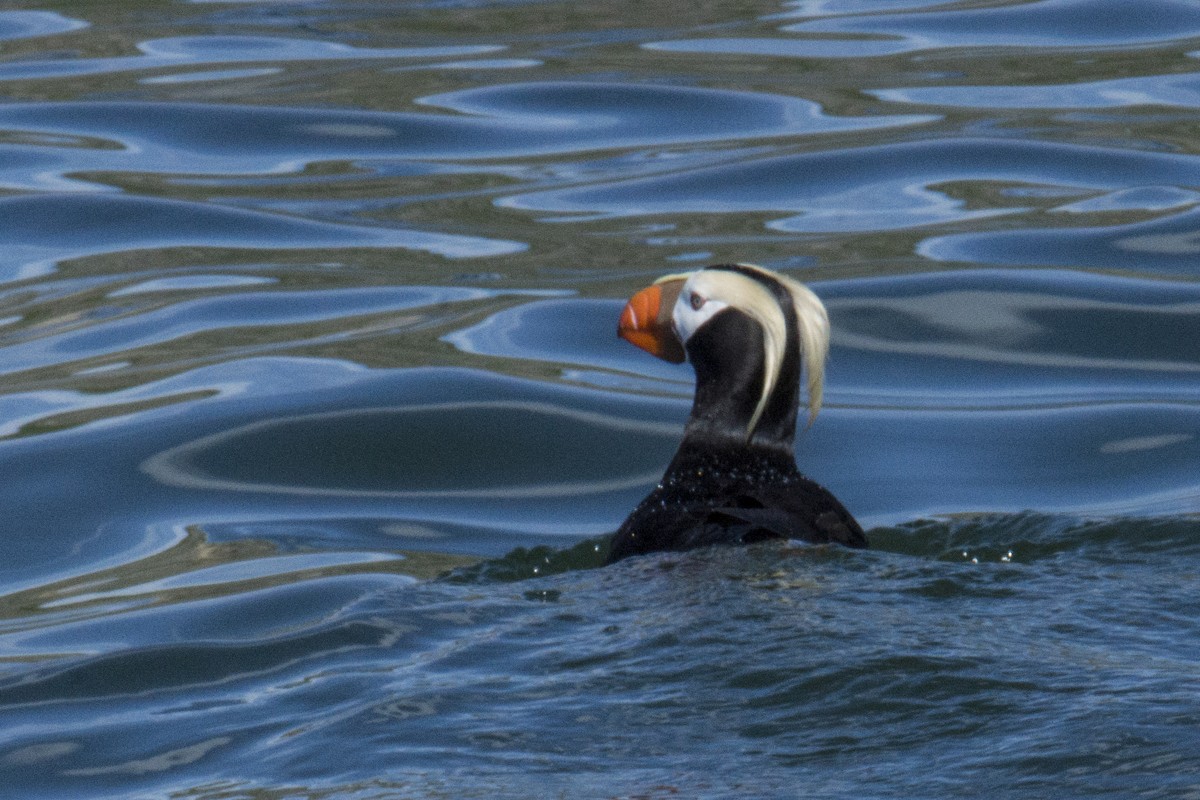 Tufted Puffin - Frank  Hessing