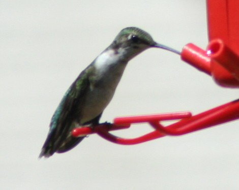 Ruby-throated Hummingbird - Paul Sellin