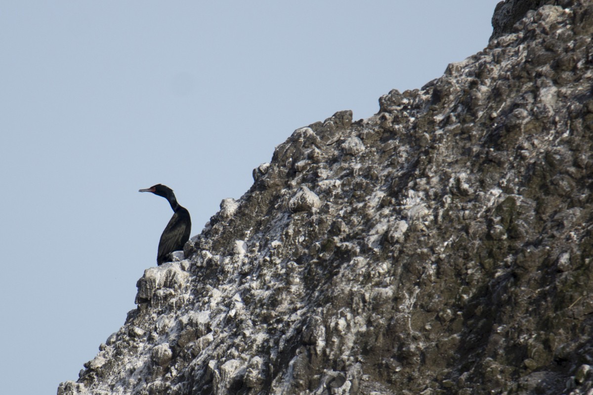 Red-faced Cormorant - ML140529991