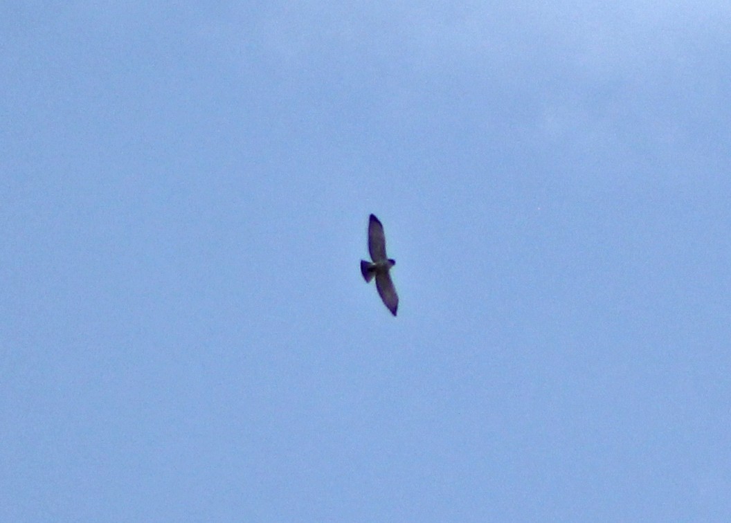 Short-tailed Hawk - ML140530581