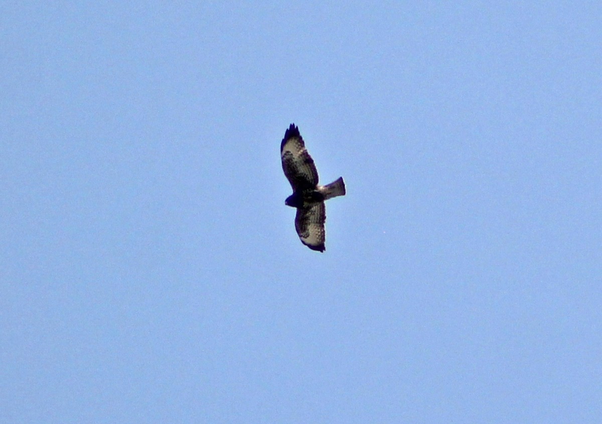 Short-tailed Hawk - ML140530601